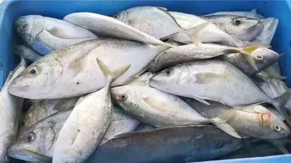 أسعار الأسماك والمأكولات البحرية ليوم الأربعاء 22 أكتوبر 2025