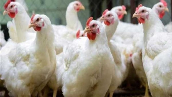 أسعار الفراخ البيضاء اليوم بعد الزيادة الأخيرة