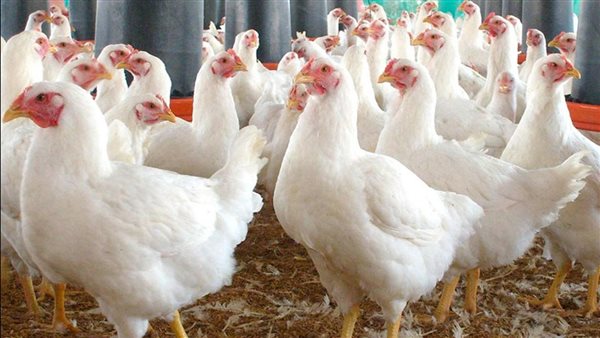 أسعار الفراخ البيضاء في الأسواق اليوم الخميس 23 أكتوبر 2025