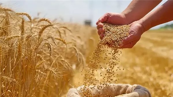 إطلاق خطة شاملة من “فاروق” لضمان نجاح موسم زراعة القمح