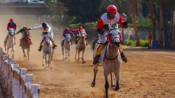 القاهرة تحتضن محطة من كأس رئيس دولة الإمارات للخيول العربية الأصيلة