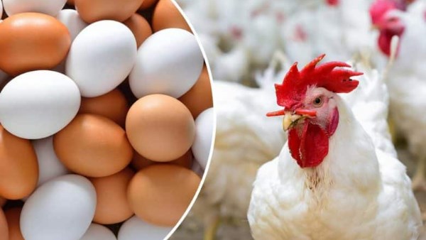 انخفاض أسعار الدواجن اليوم الأحد 19 أكتوبر 2025 وقيمة البيض الحالية