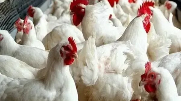 تراجع أسعار الدواجن والبانيه في الأسواق اليوم الخميس