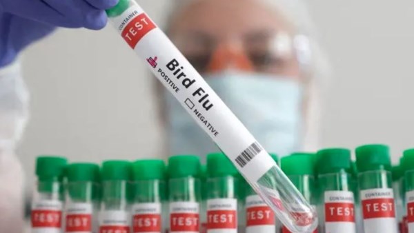 فرنسا تعزز إجراءاتها لمواجهة إنفلونزا الطيور