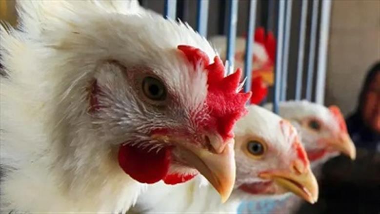 أسعار الدواجن البيضاء اليوم الأحد 23-11-2025 في سوق بورصة الدواجن