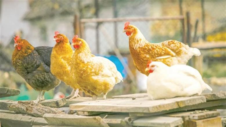أسعار الدواجن البيضاء في بورصة الدواجن ليوم السبت 22 نوفمبر 2025