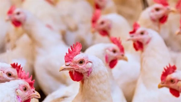 أسعار الدواجن اليوم الأحد 9 نوفمبر 2025 في الأسواق المصرية