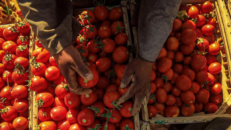 أسعار الفاكهة والخضروات في سوق العبور اليوم الأربعاء 19 نوفمبر 2025، الطماطم بسعر 5 جنيهات