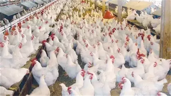 أسعار الفراخ البيضاء في الأسواق اليوم السبت 1 نوفمبر 2025