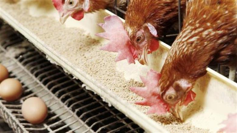 أسعار الفراخ البيضاء في بورصة الدواجن اليوم الأربعاء 19 نوفمبر 2025