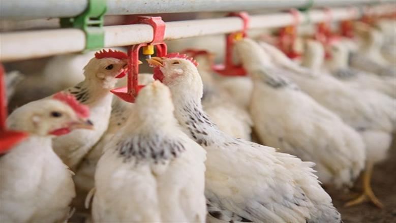 أسعار الفراخ البيضاء في بورصة الدواجن اليوم الاثنين 17 نوفمبر 2025