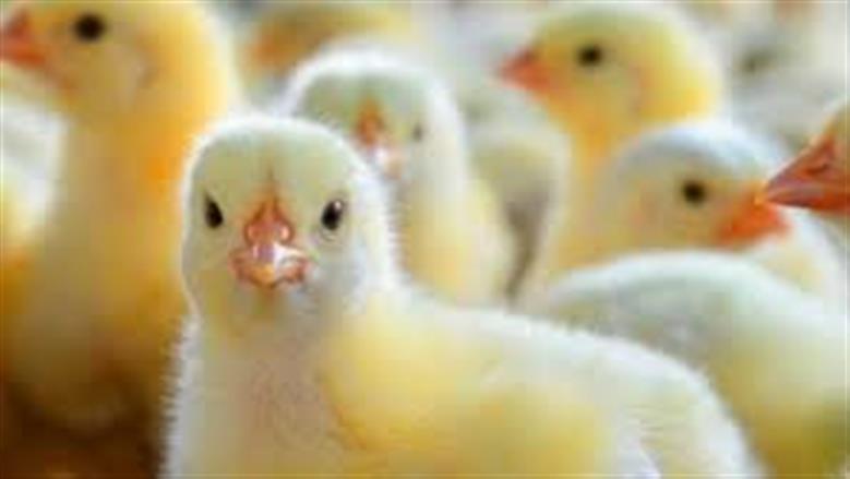 أسعار الكتاكيت اليوم الاثنين الموافق 24 نوفمبر 2025 في بورصة الدواجن