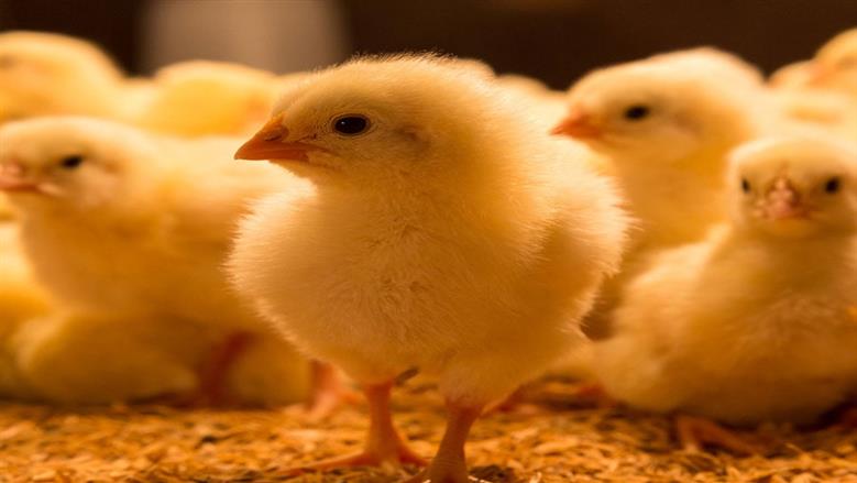 أسعار الكتاكيت في الأسواق اليوم.. التحديث الأخير من بورصة الدواجن