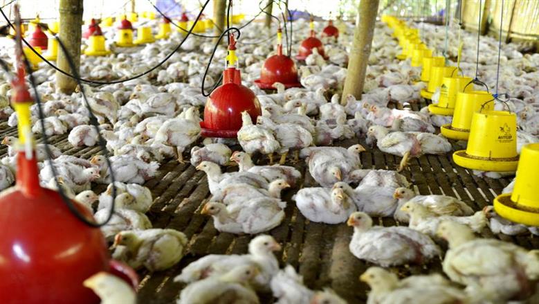 انخفاض جديد في أسعار الفراخ البيضاء والبلدي ببورصة الدواجن اليوم الأحد 30-11-2025 عاجل