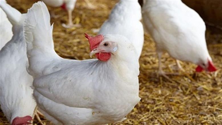 توقعات أسعار الدواجن البيضاء حتى نهاية عام 2025