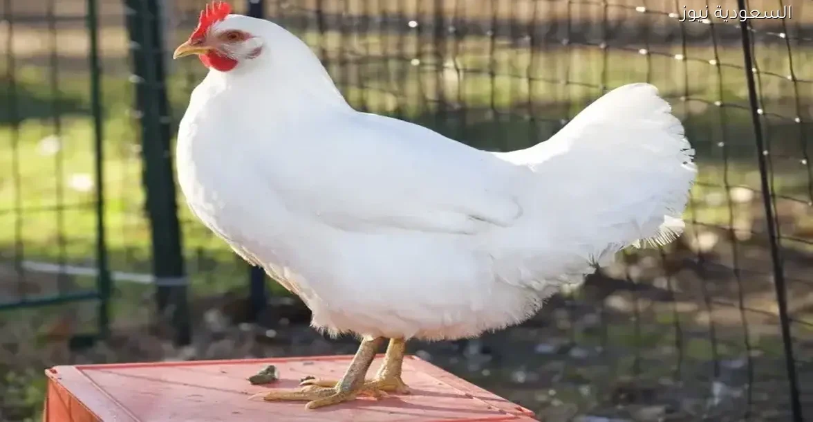 أسعار الدواجن اليوم: 71 جنيه للكيلو وتفاصيل انخفاضها في الأسواق 18-12-2025