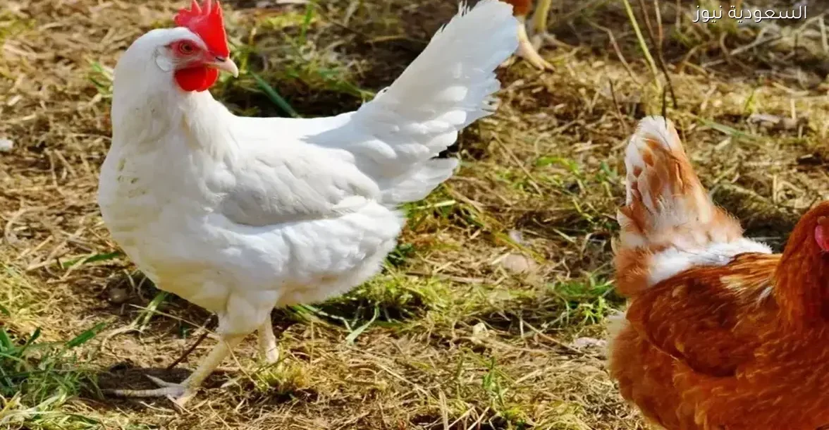 تراجع كبير في أسعار الفراخ البيضاء بالأسواق: فرصة للمستهلكين الآن