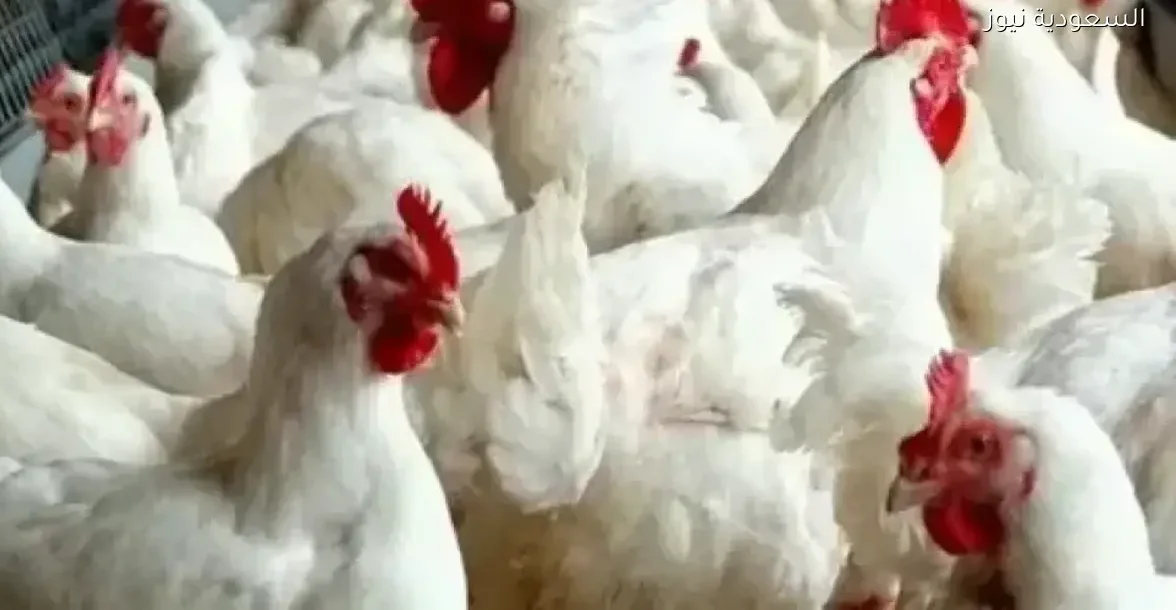 سعر الفراخ في مصر اليوم 20 ديسمبر 2025: تعرف على الكيلو بكام